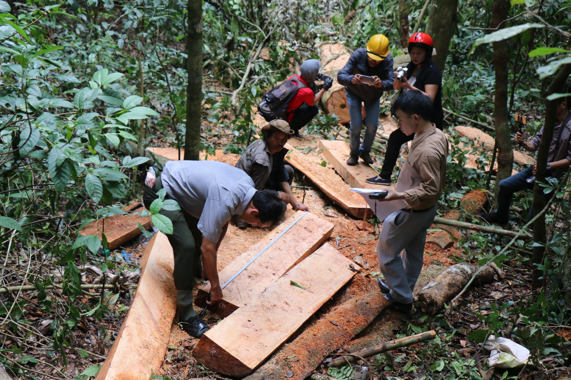 Làm gì trước nạn phá rừng, chống người thi hành công vụ ở Lâm Đồng?